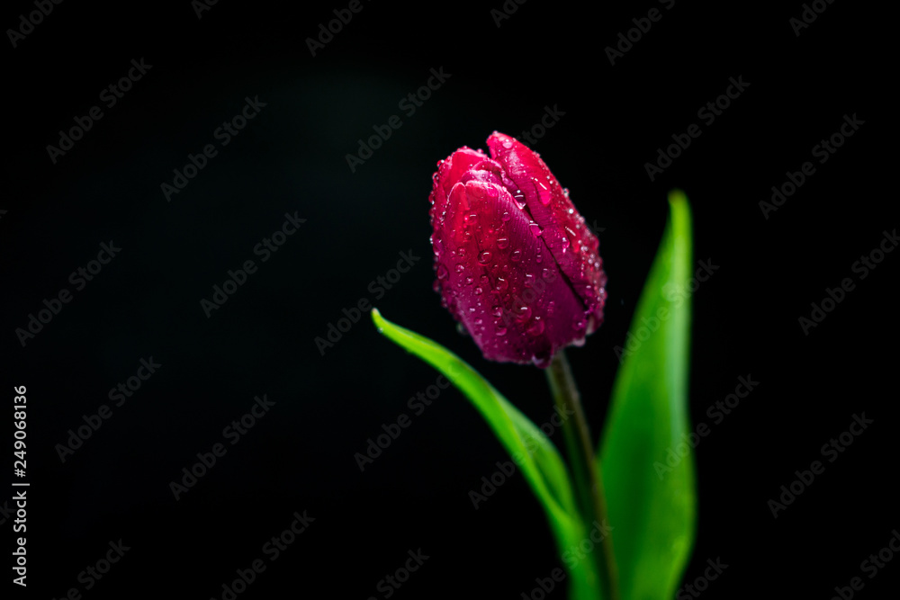 Tulip flower isolated