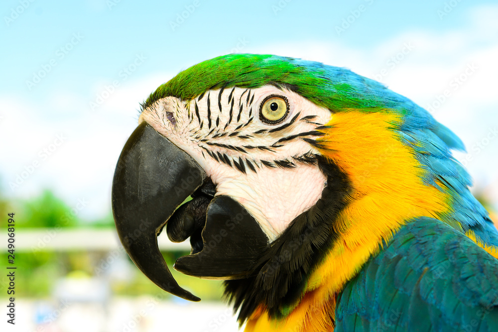 Portrait of a colored parrot.Blue and Gold Macaw