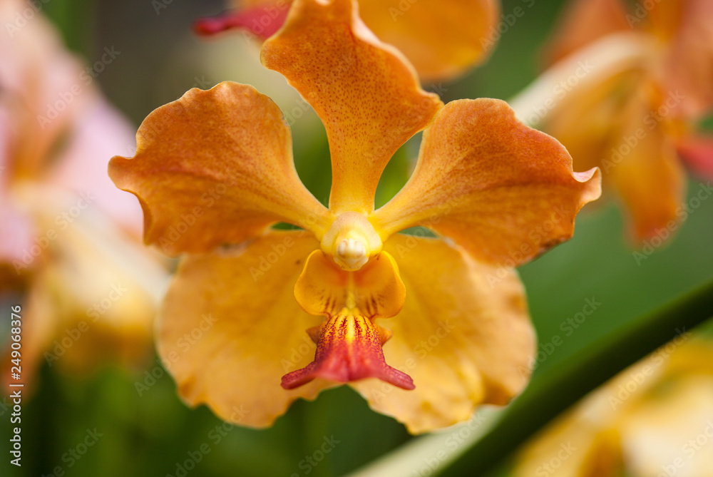 Close up beautiful orange orchid. Macro photo Close up beautiful orange orchid. Macro photo