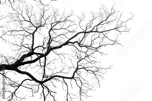 Silhouette tree Fototapeta