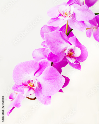 Orchid flower for postcard beauty and agriculture idea concept design