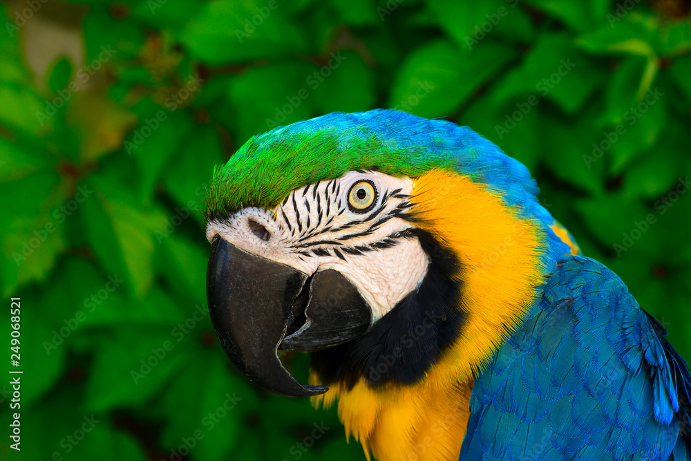 Obraz premium Portrait of a colored parrot.Blue and Gold Macaw