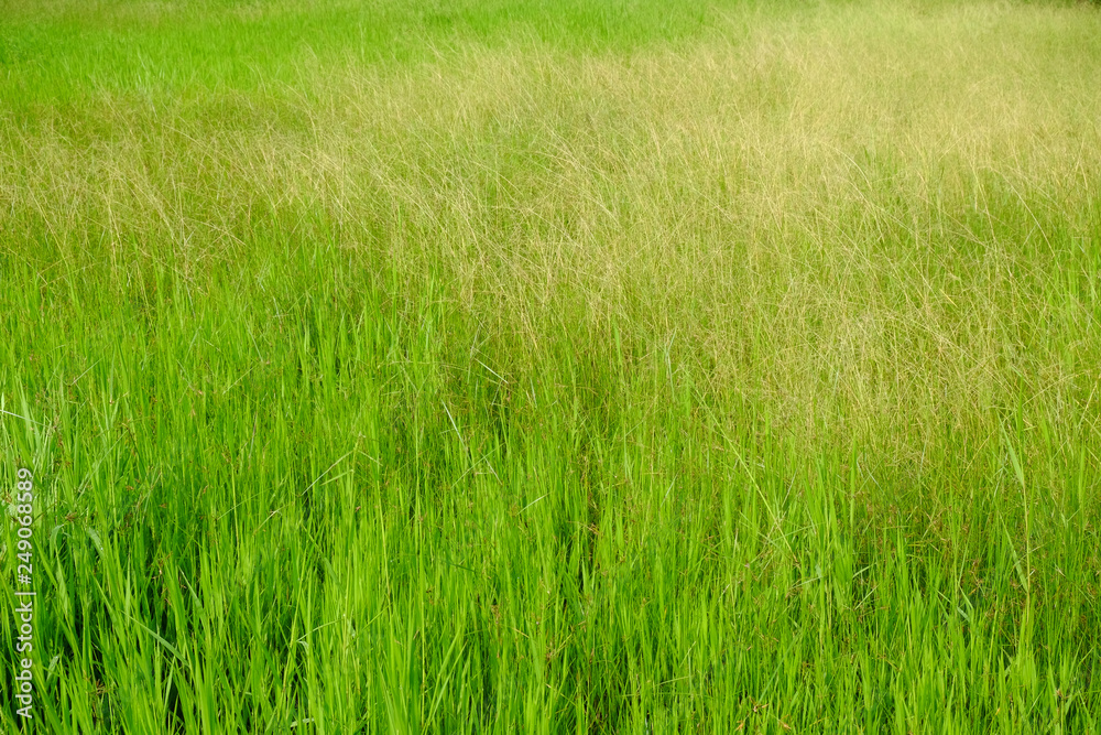 grass grass