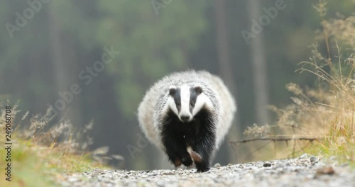 Badger in green forest, animal in nature habitat, Germany, central Europe. Wildlife scene from nature. Animal in wood. Cute black white grey mammal feeding blueberry, badger behaviour. Badger meadow.