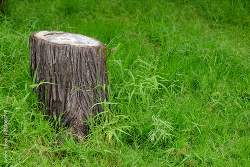 Stump tree plant on green grass field