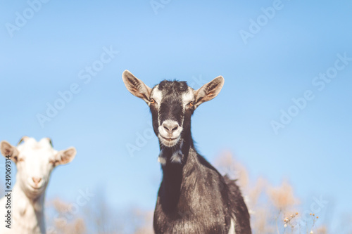 Goat in field. Goats eating grass,Goat on a pasture, Little goat portrait