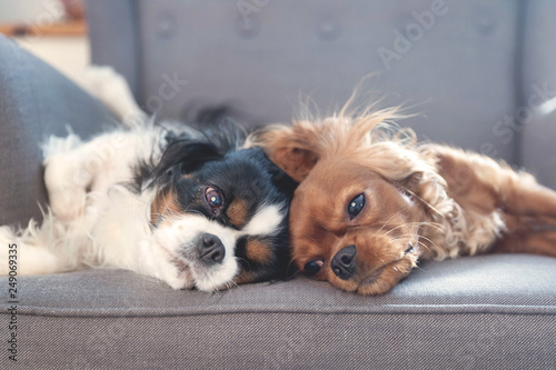 Photography Two dogs resting together on the armchair