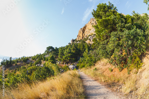 The path in the mountains through the thickets of juniper. Day sun photo