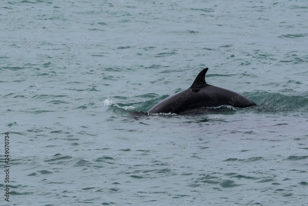 Naklejka premium Killer whale, hunting sea lions, Patagonia Argentina