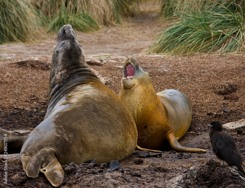 Southern Elephant Seals ((Mirounga leonina) - Falkland Islands
