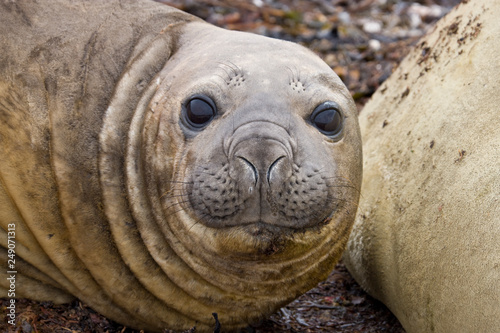 Elephant Seal on Carcass Island - Falkland Islands