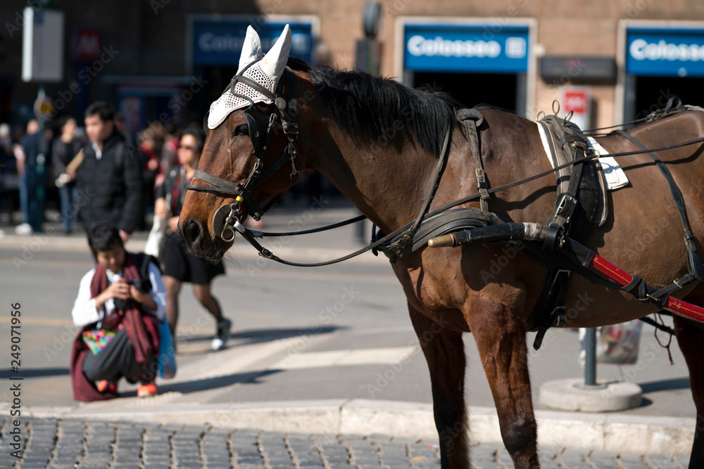 Cheval et touriste à Rome près du Colysée Cheval et touriste à Rome près du Colysée