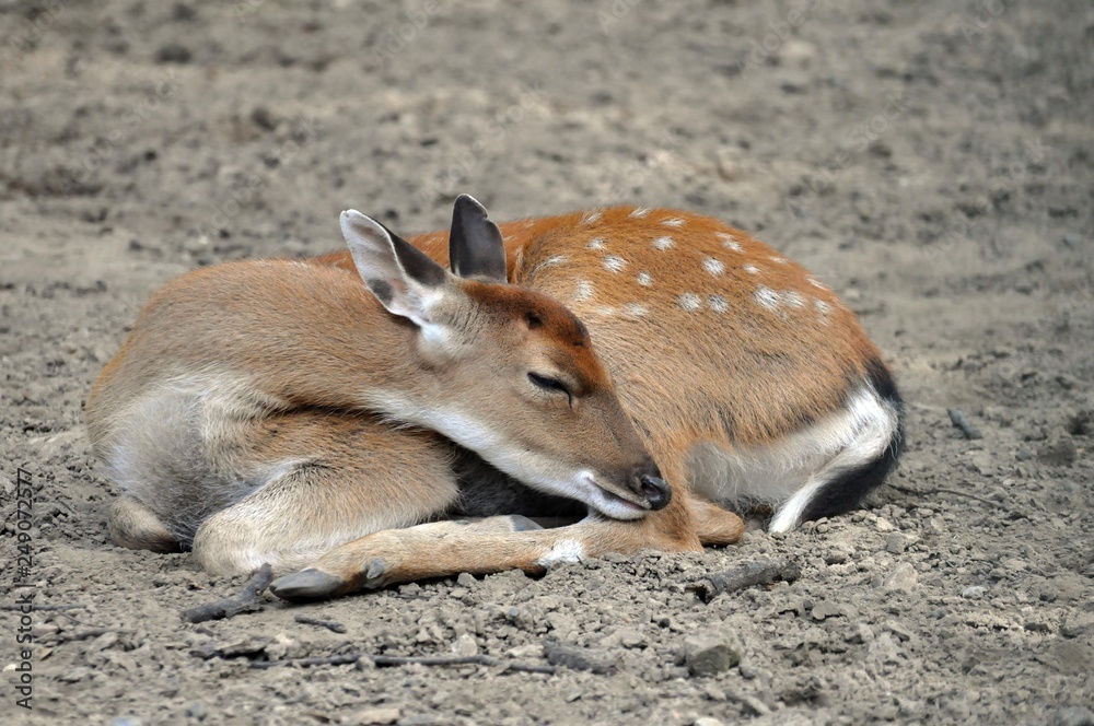 Obraz premium Sikahirsch