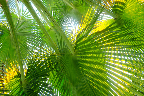 beautiful palm leaves of tree in sunlight