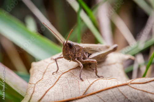 Lesser Marsh Grasshopper, Chorthippus albomarginatus, Omocestus viridulus, Grasshopper, mimicry