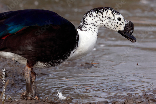 South American Comb Duck (Sarkidiornis melanotos sylvicola) photo