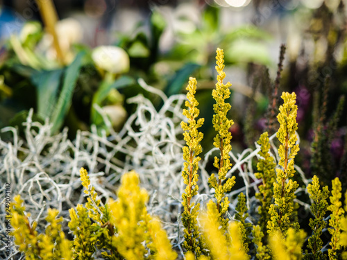 Mixed dried flowers field on a blurred background, Flower Garden in Oslo, Norway photo