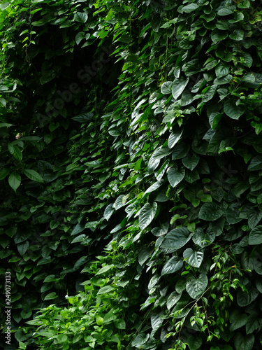 Overgrown green jungle ivy weed blooming in garden