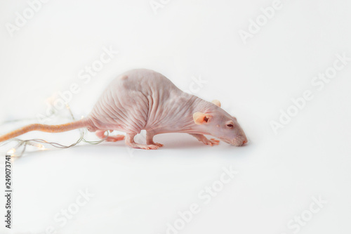 Bald rat a sphinx on a white background. A rat without wool with folds, a Shar-Pei