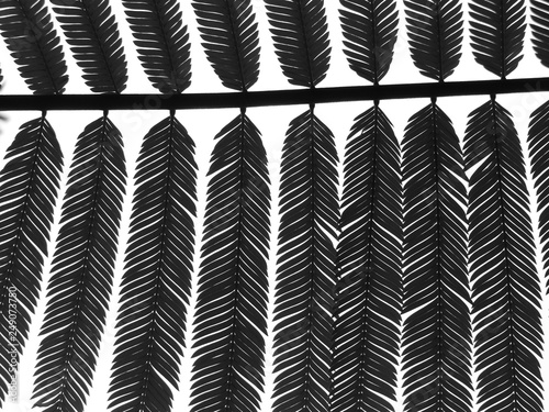 Wallpaper Mural silhouette leaf pattern Torontodigital.ca