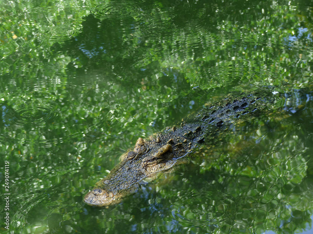 Crocodile with head above water hunting for food Crocodile with head above water hunting for food