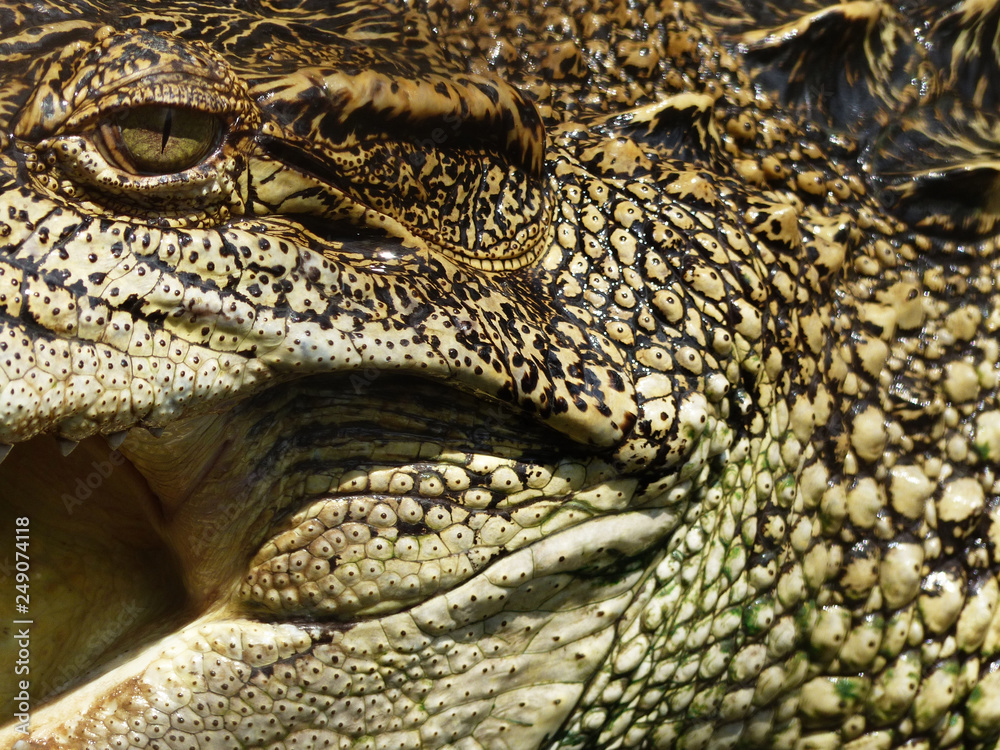 Fototapeta premium Crocodile skin texture
