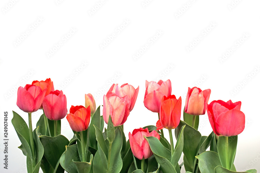 Pink tulip Pink tulip