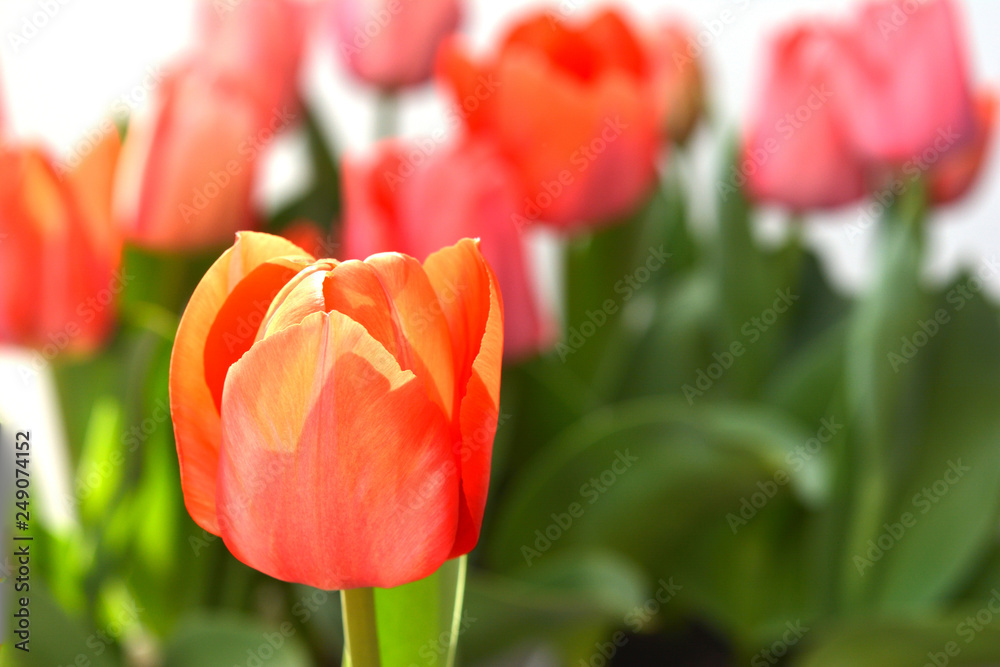 Fototapeta premium Pink tulip 
