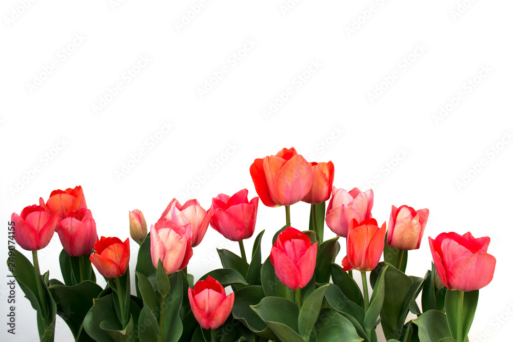 Pink tulip Pink tulip