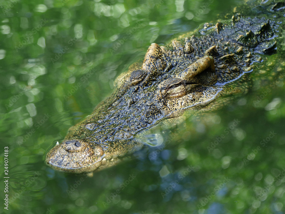 Crocodile with head above water hunting for food Crocodile with head above water hunting for food