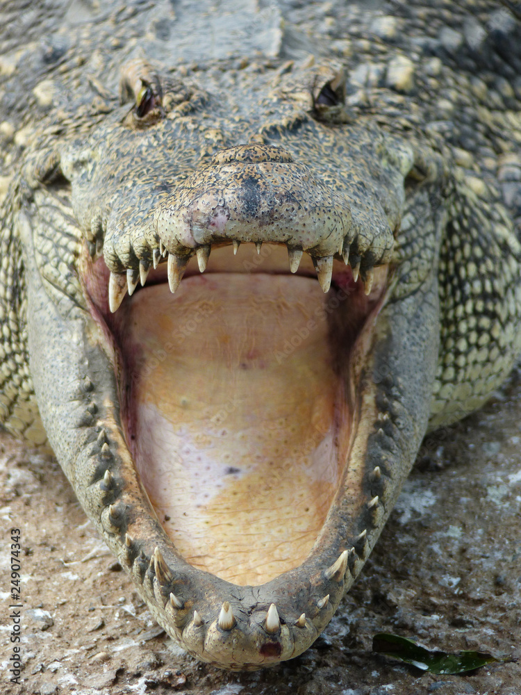 Obraz premium closeup of the mouth and teeth of a crocodile