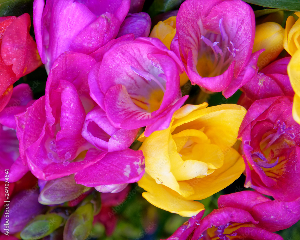 Obraz premium violet and yellow frresia flowers top view