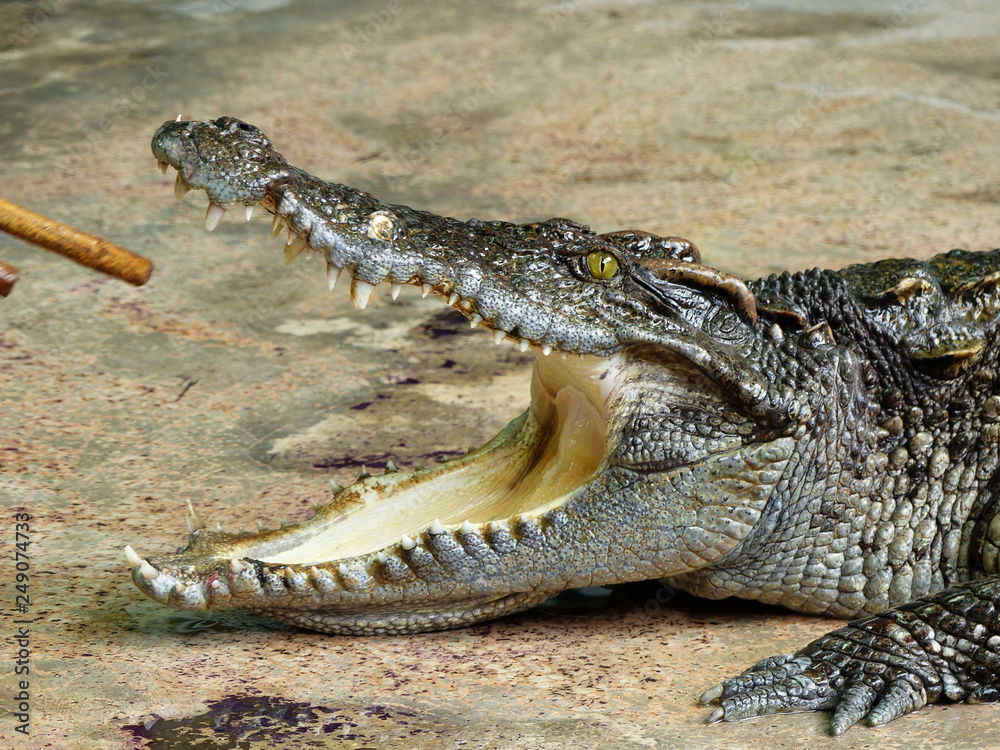 Obraz premium Crocodile with open mouth