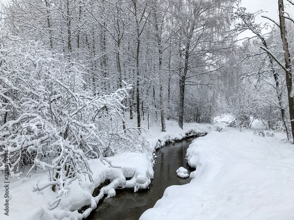 winter in forest winter in forest