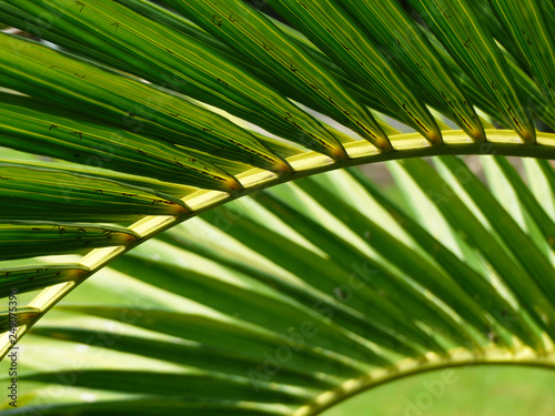 beautiful palm leaves of tree in sunlight