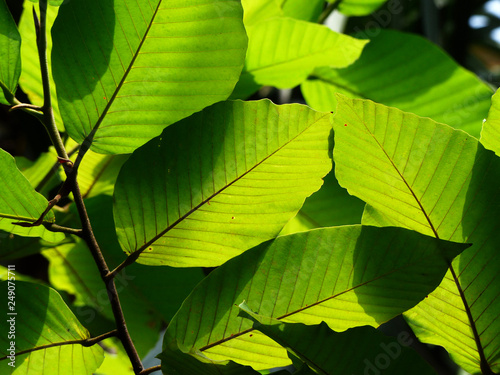 green leaf with sunlight and shadow