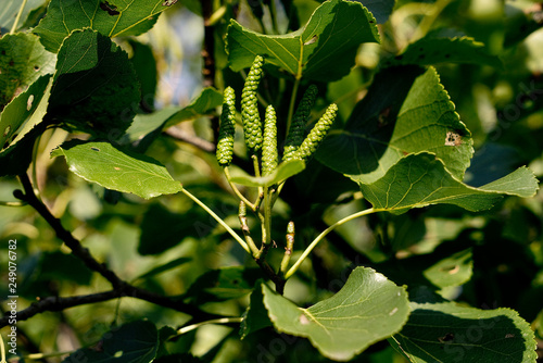 Alnus cordata - Herzblättrige Erle, Italienische Erle