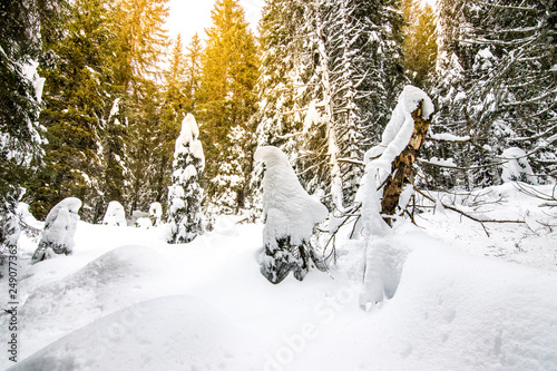 Altopiano di Asiago in inverno. abeti ricoperti di neve fresca nel bosco. escursione con le ciaspole nella neve photo