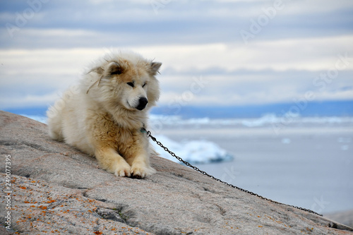 Husky an der Kette