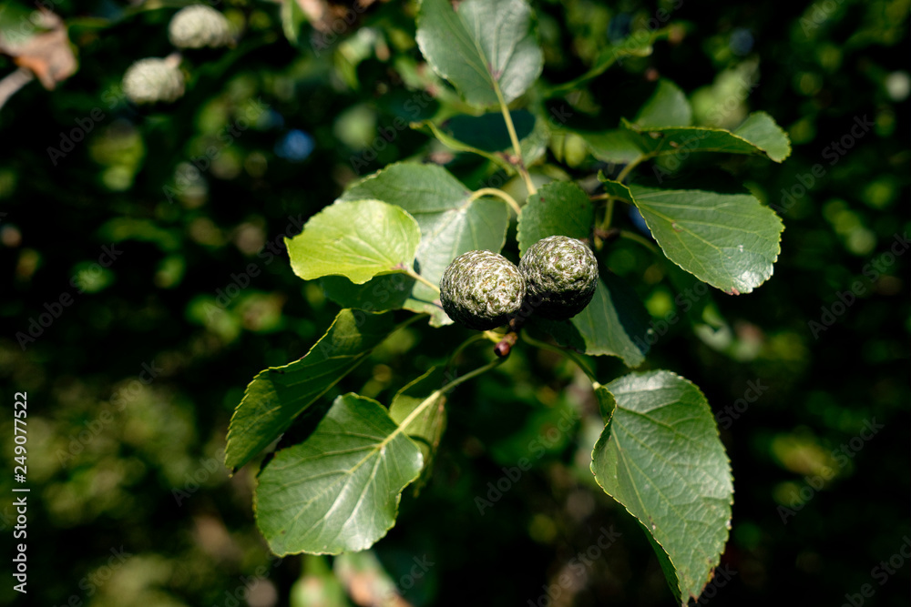 Alnus cordata - Herzblättrige Erle, Italienische Erle Alnus cordata - Herzblättrige Erle, Italienische Erle