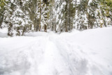 Sentieri sulla neve innevati. Paesaggio innevato sull'Altopiano di Asiago. Bosco con la neve che cade sulle alpi italiane