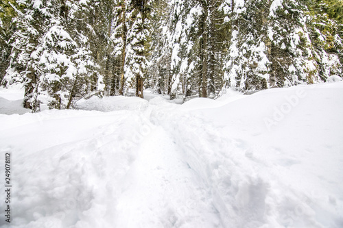Sentieri sulla neve innevati. Paesaggio innevato sull'Altopiano di Asiago. Bosco con la neve che cade sulle alpi italiane © Davide