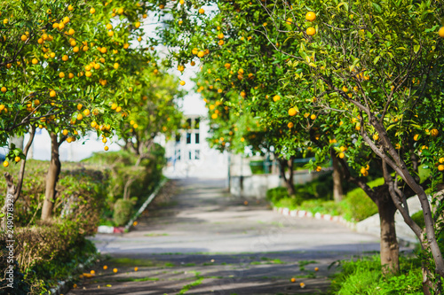 orange trees in the park