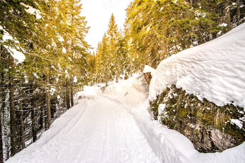 Foto sentiero nel bosco innevato, escursione con le ciaspole ad asiago