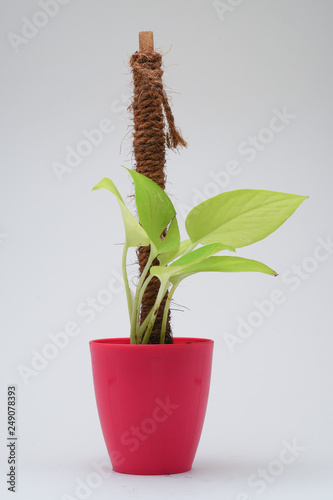 green money plant in a pot isolated on white