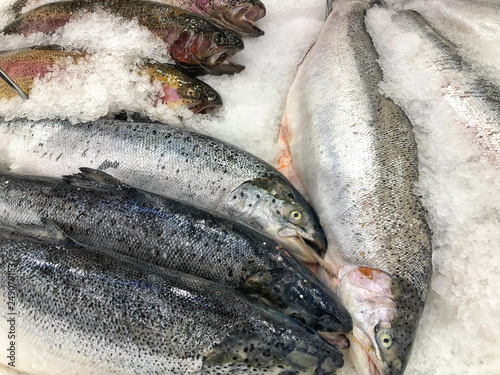 Photography raw fishes on ice in a fishmarket