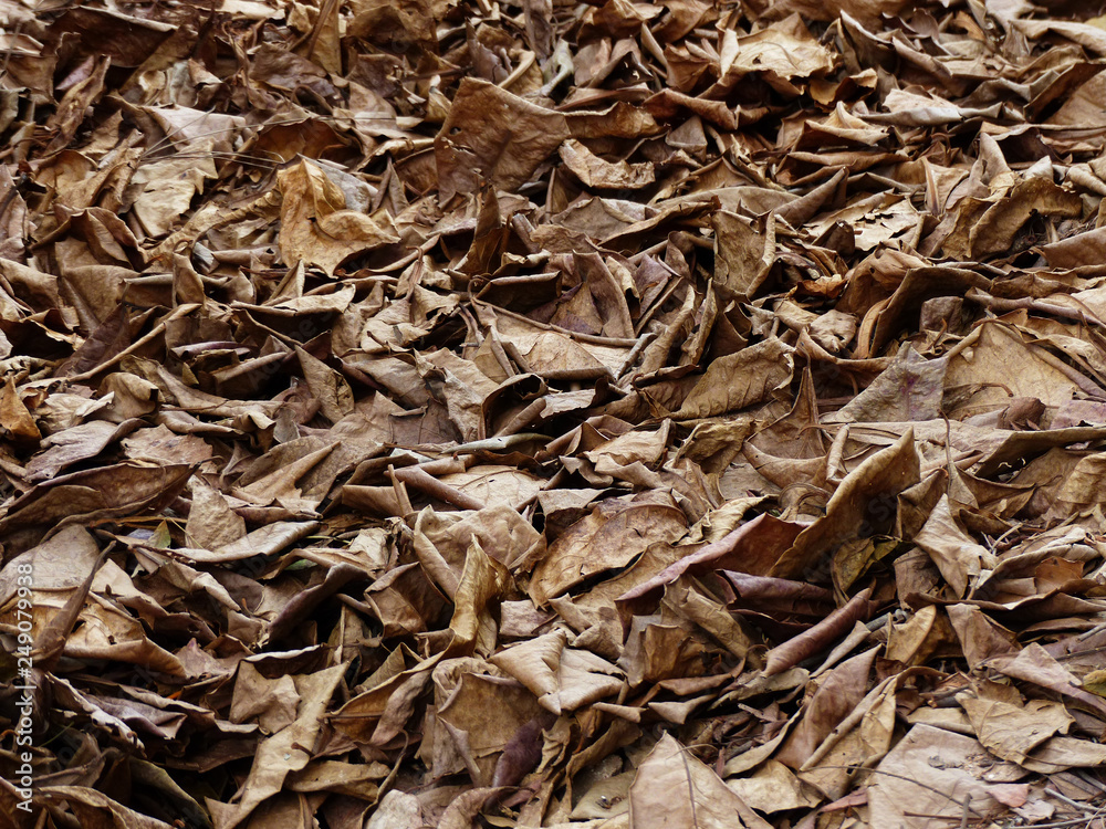pile of dry leaf
