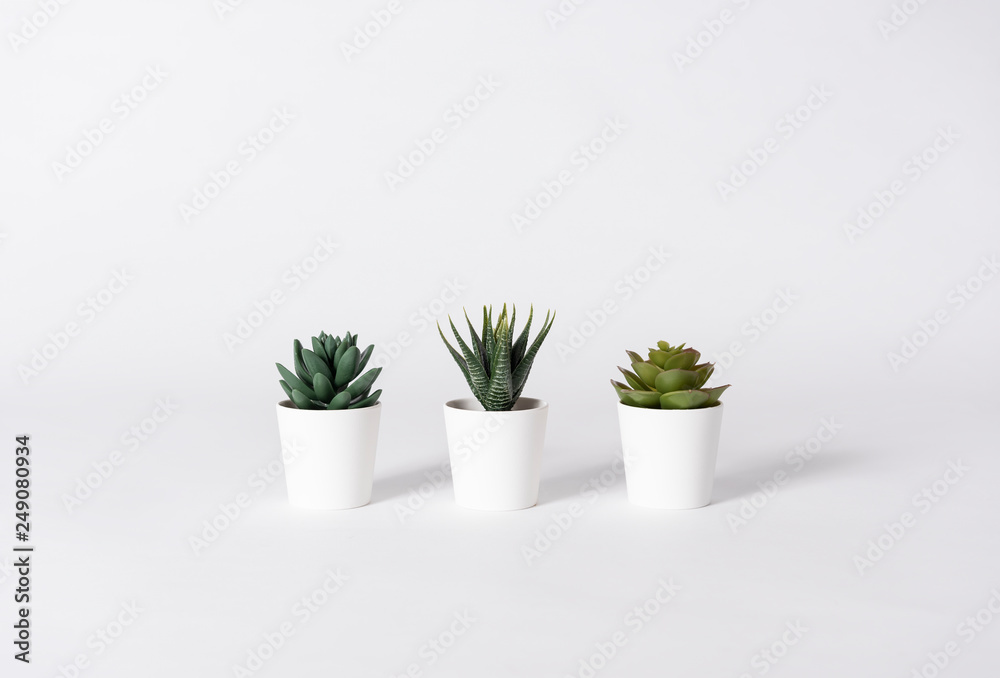 Collection of various cactus in pot on gray background.