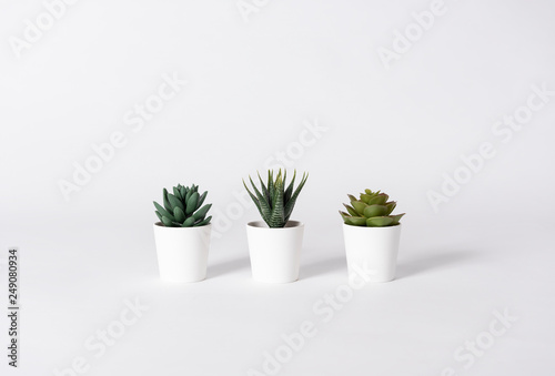 Collection of various cactus in pot on gray background.
