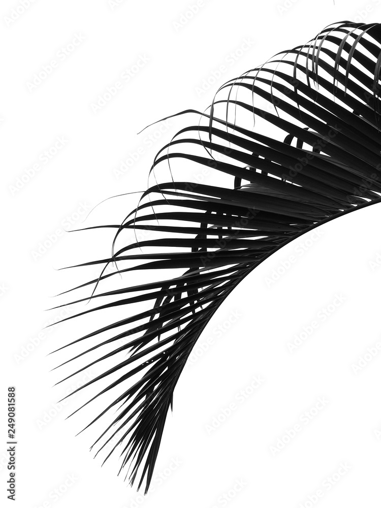 Fototapeta beautiful palms leaf on white background
